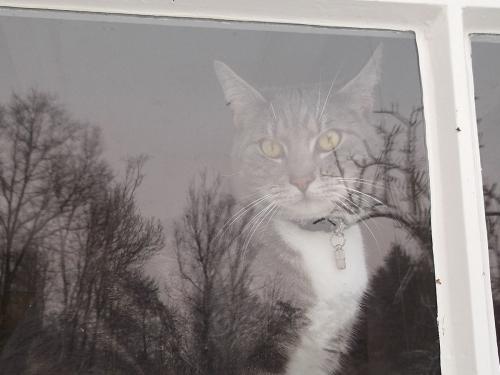 家里的宠物猫怎么处理,出远门家里猫多怎么办