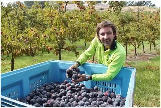 能减肥的水果燕麦,抗衰老防痴呆水果