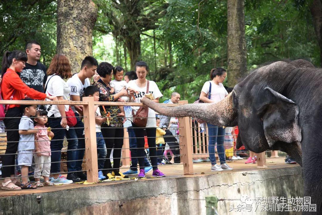 开（shang）工（xue）啦，我要天天“象”上