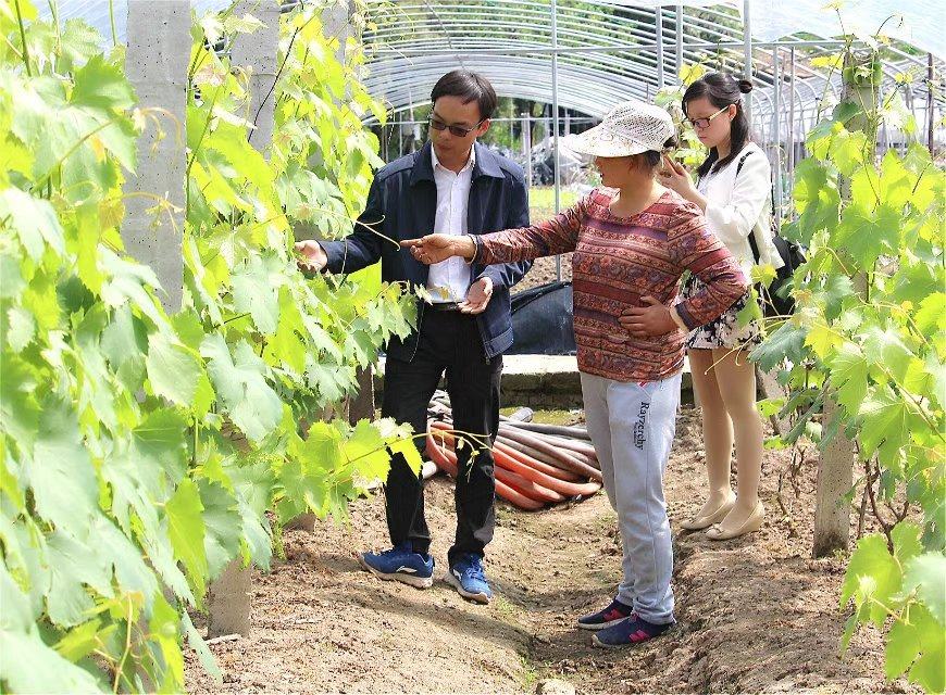 农药药害处理方法,农药药害解决办法