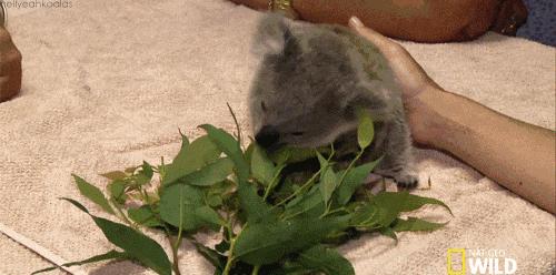 考拉是如何灭绝的,考拉是如何存活的