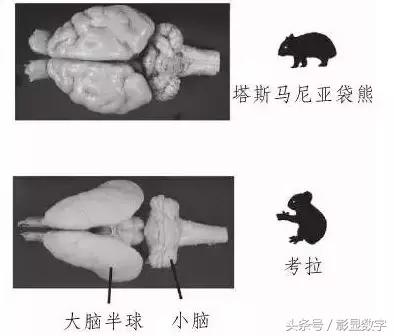 考拉是如何灭绝的,考拉是如何存活的