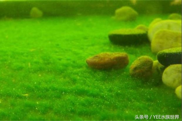 防治鱼病的合理用药与安全用药,防治鱼病的最佳方法