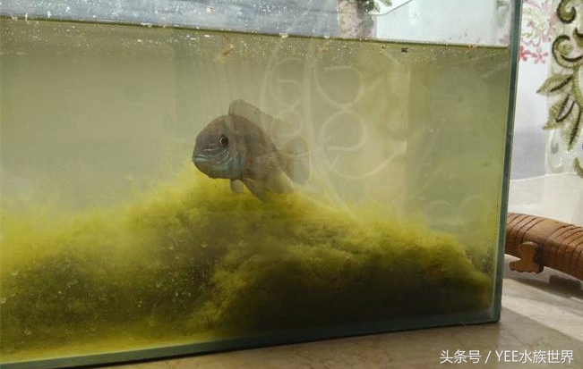 防治鱼病的合理用药与安全用药,防治鱼病的最佳方法