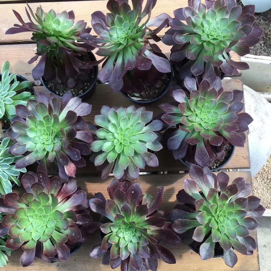 多肉植物冬天怎么养才能安全过冬,夏天多肉植物怎么养长得快也漂亮