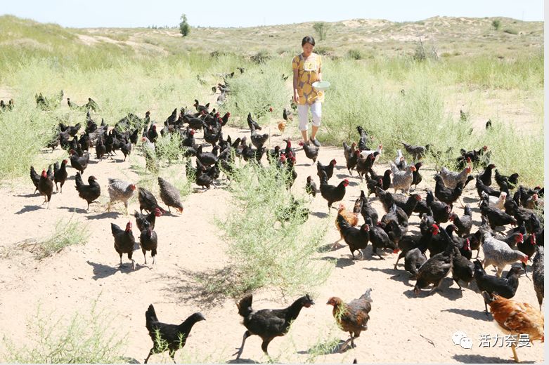 45万人的名片，太漂亮了！！《奈曼人的名片》最新版，45万次！！！精工打造！！！