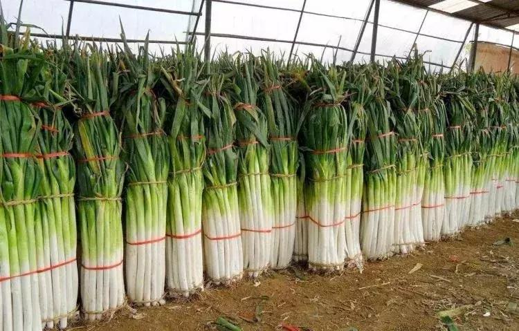 舌尖上的中国章丘铁锅正宗,舌尖上的中国之章丘铁锅