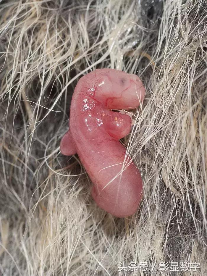 考拉是如何灭绝的,考拉是如何存活的