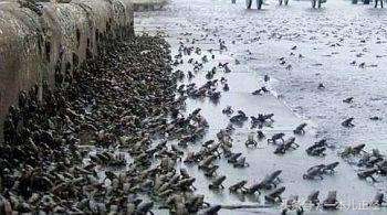 千万别“吃藕”丑，别跟我谈物种成灾，在哥眼中你只是道菜！