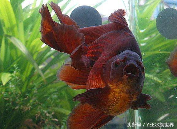 防治鱼病的合理用药与安全用药,防治鱼病的最佳方法