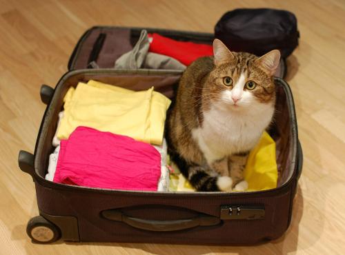 家里的宠物猫怎么处理,出远门家里猫多怎么办