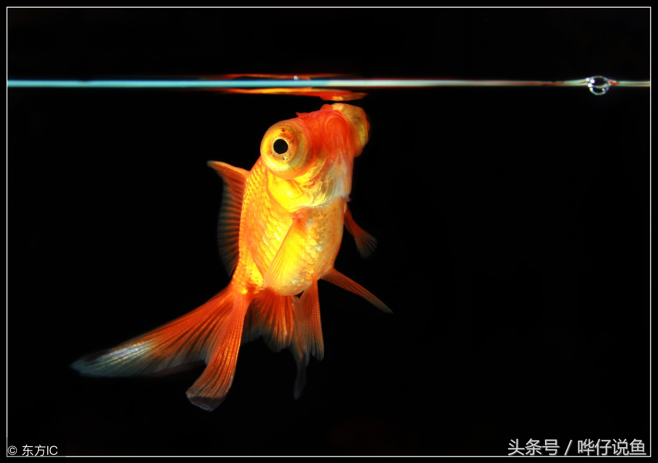 传统金鱼为什么玩的人少,中国本土金鱼