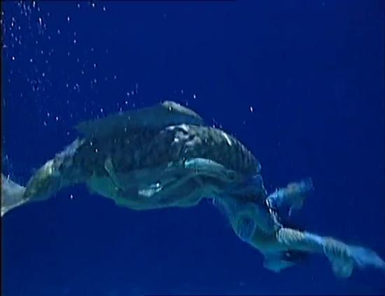 你知道都有哪些女星饰演过美人鱼吗？