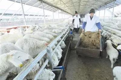 怎么科学的养羊才能赚钱,怎样科学养羊饲养管理四个诀窍