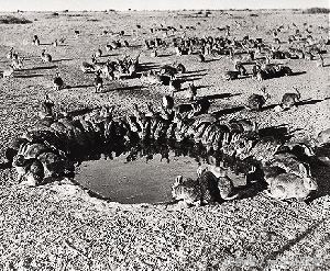 千万别“吃藕”丑，别跟我谈物种成灾，在哥眼中你只是道菜！