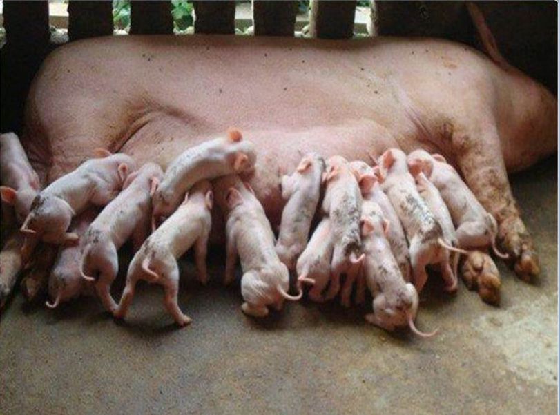 仔猪水样腹泻最快解决方法,仔猪大肠杆菌腹泻怎么治疗