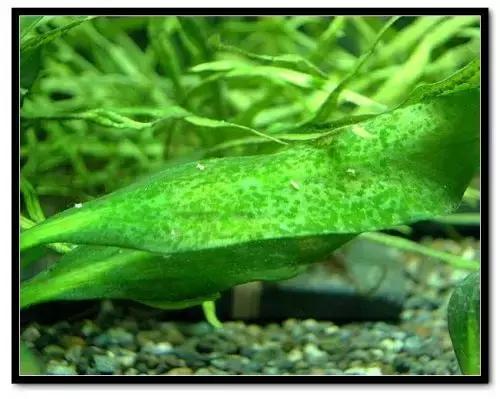 草缸藻类的处理方法,草缸的各种藻怎么处理