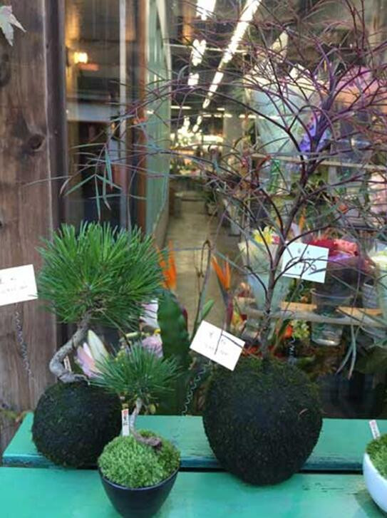 苔藓球植物养殖方法,苔藓球种植方法视频