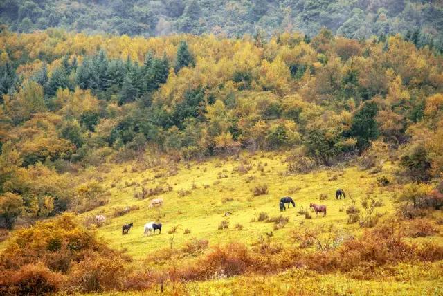 四川最美最值得去的10个地方,四川3月份哪里风景好