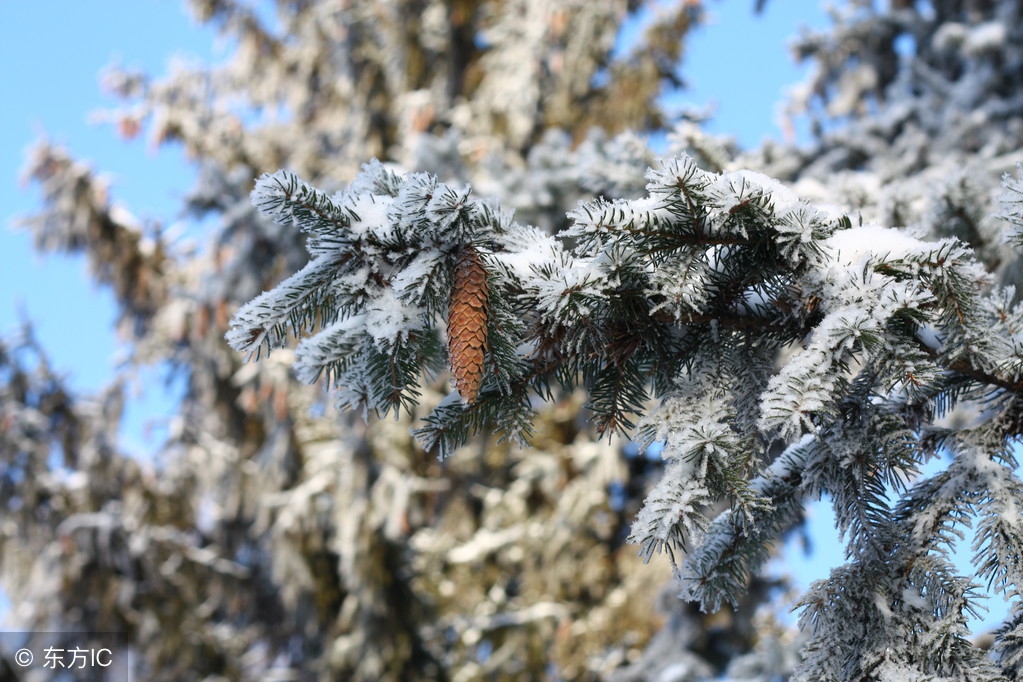 只为吃了“*虎斗龙**”（民间故事）