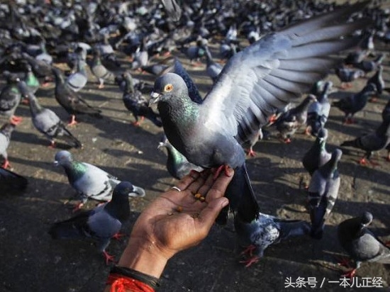 千万别“吃藕”丑，别跟我谈物种成灾，在哥眼中你只是道菜！