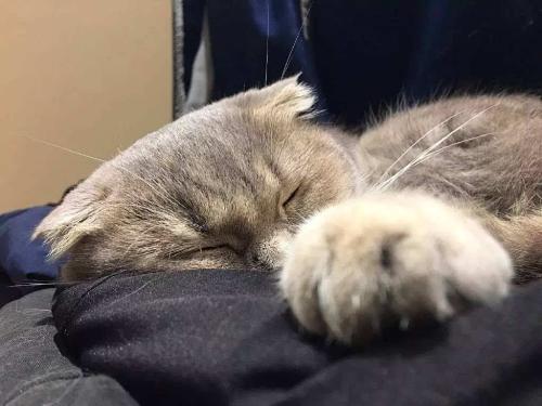 家里的宠物猫怎么处理,出远门家里猫多怎么办