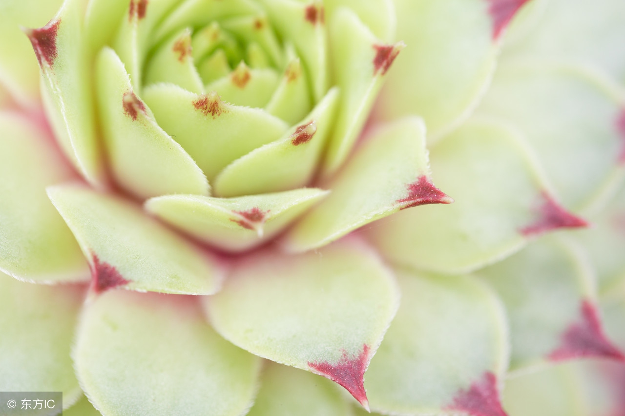 多肉植物冬天怎么养才能安全过冬,夏天多肉植物怎么养长得快也漂亮
