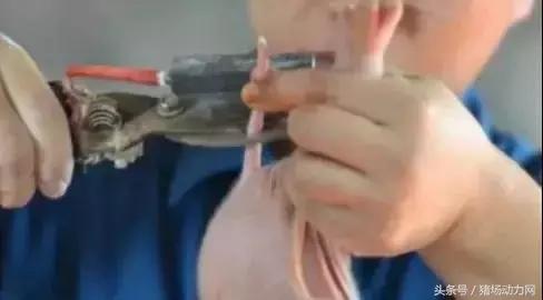 仔猪断尾究竟是对是错？