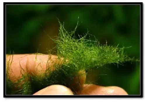 草缸藻类的处理方法,草缸的各种藻怎么处理