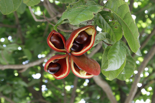 凤眼果种植几年才结果,凤眼果树的种植方法
