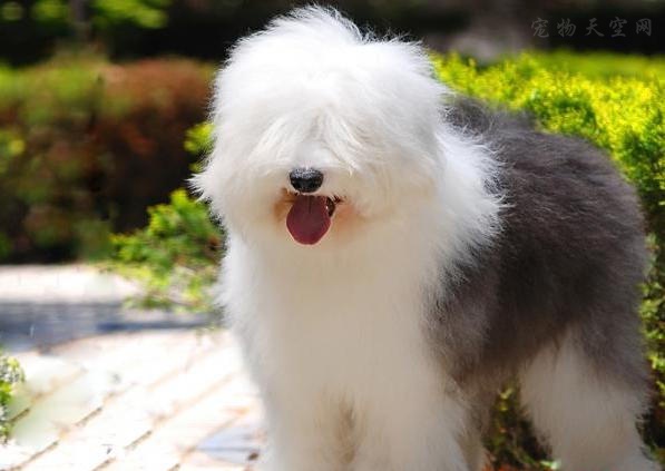 古牧好养,养古牧的关注事项