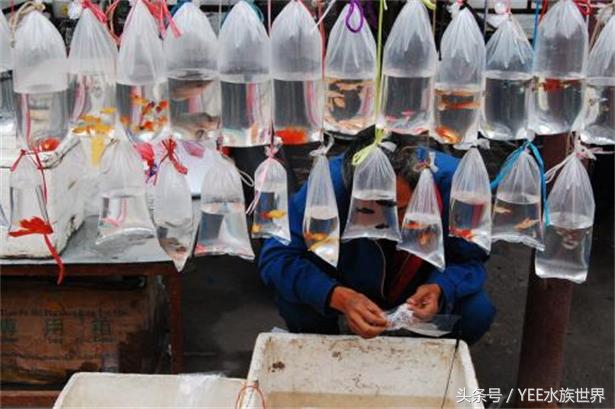 防治鱼病的合理用药与安全用药,防治鱼病的最佳方法