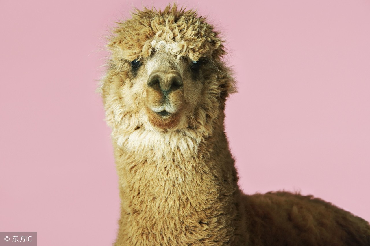 出现动物怎么翻译,这里有各种各样的动物怎么翻译