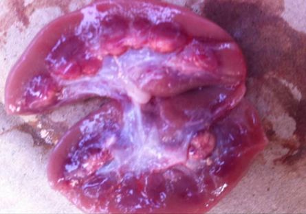 仔猪水样腹泻最快解决方法,仔猪大肠杆菌腹泻怎么治疗