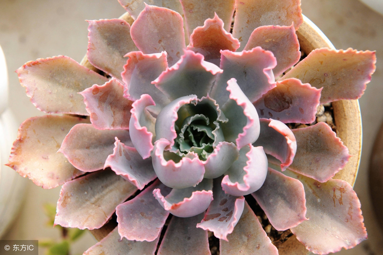 多肉植物冬天怎么养才能安全过冬,夏天多肉植物怎么养长得快也漂亮
