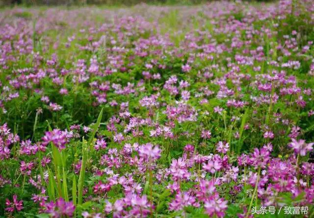一周致富锦囊经典语录,四条致富指南请你用心收藏