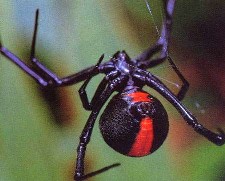 全球十大有毒动物排行榜,在野外要谨慎什么有毒的动物