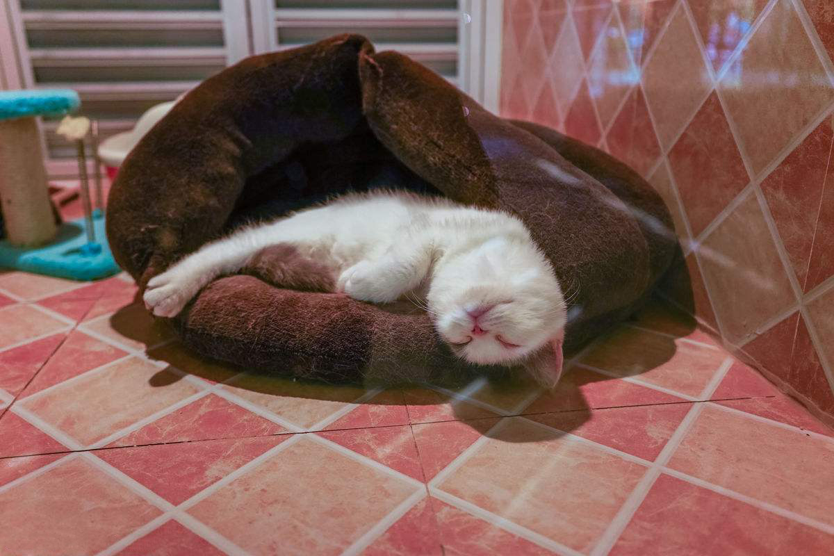 家里的宠物猫怎么处理,出远门家里猫多怎么办