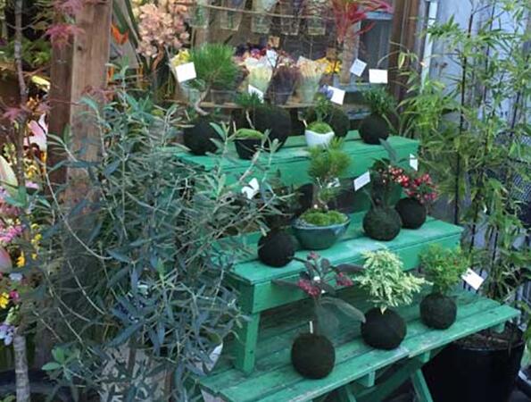 苔藓球植物养殖方法,苔藓球种植方法视频