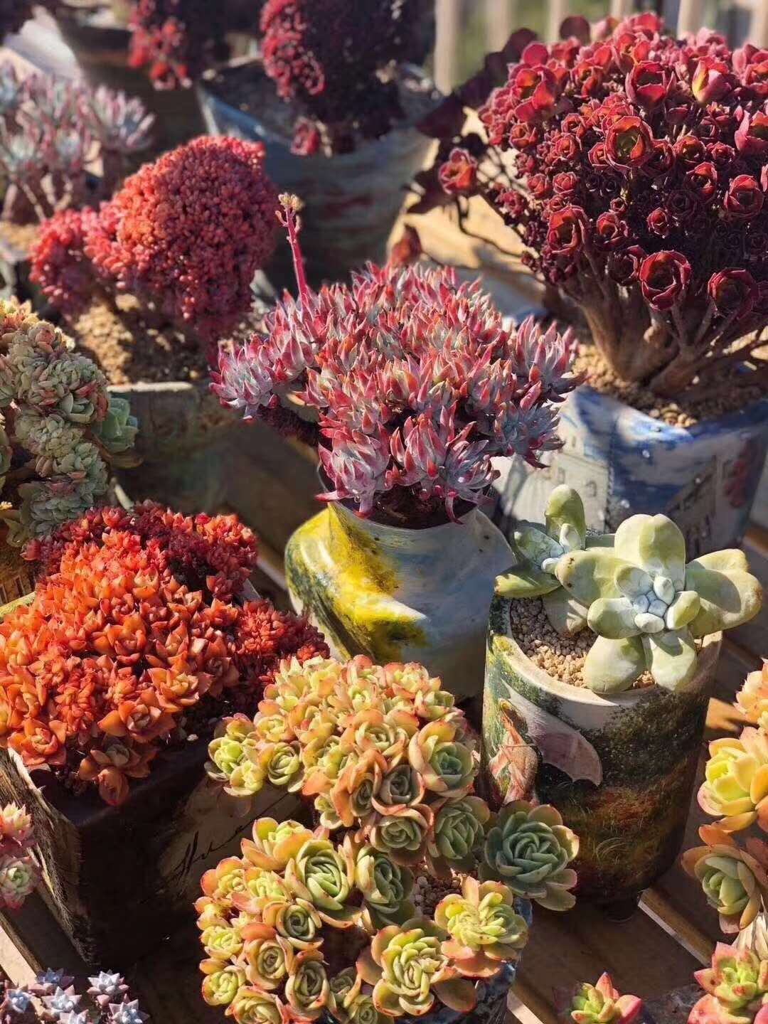 多肉植物冬天怎么养才能安全过冬,夏天多肉植物怎么养长得快也漂亮