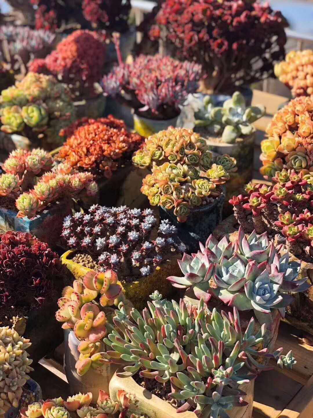 多肉植物冬天怎么养才能安全过冬,夏天多肉植物怎么养长得快也漂亮