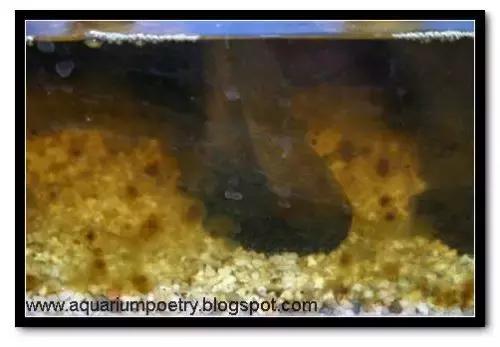 草缸藻类的处理方法,草缸的各种藻怎么处理