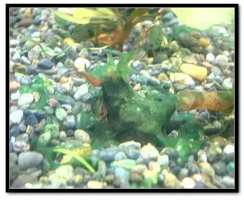 草缸藻类的处理方法,草缸的各种藻怎么处理