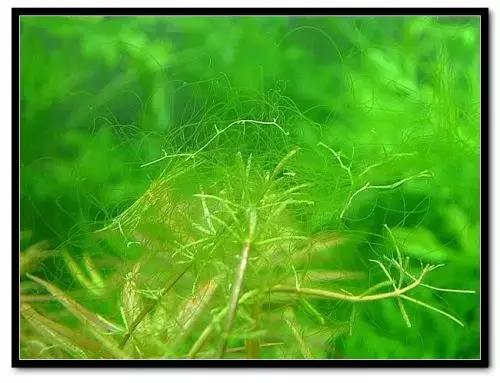 草缸藻类的处理方法,草缸的各种藻怎么处理