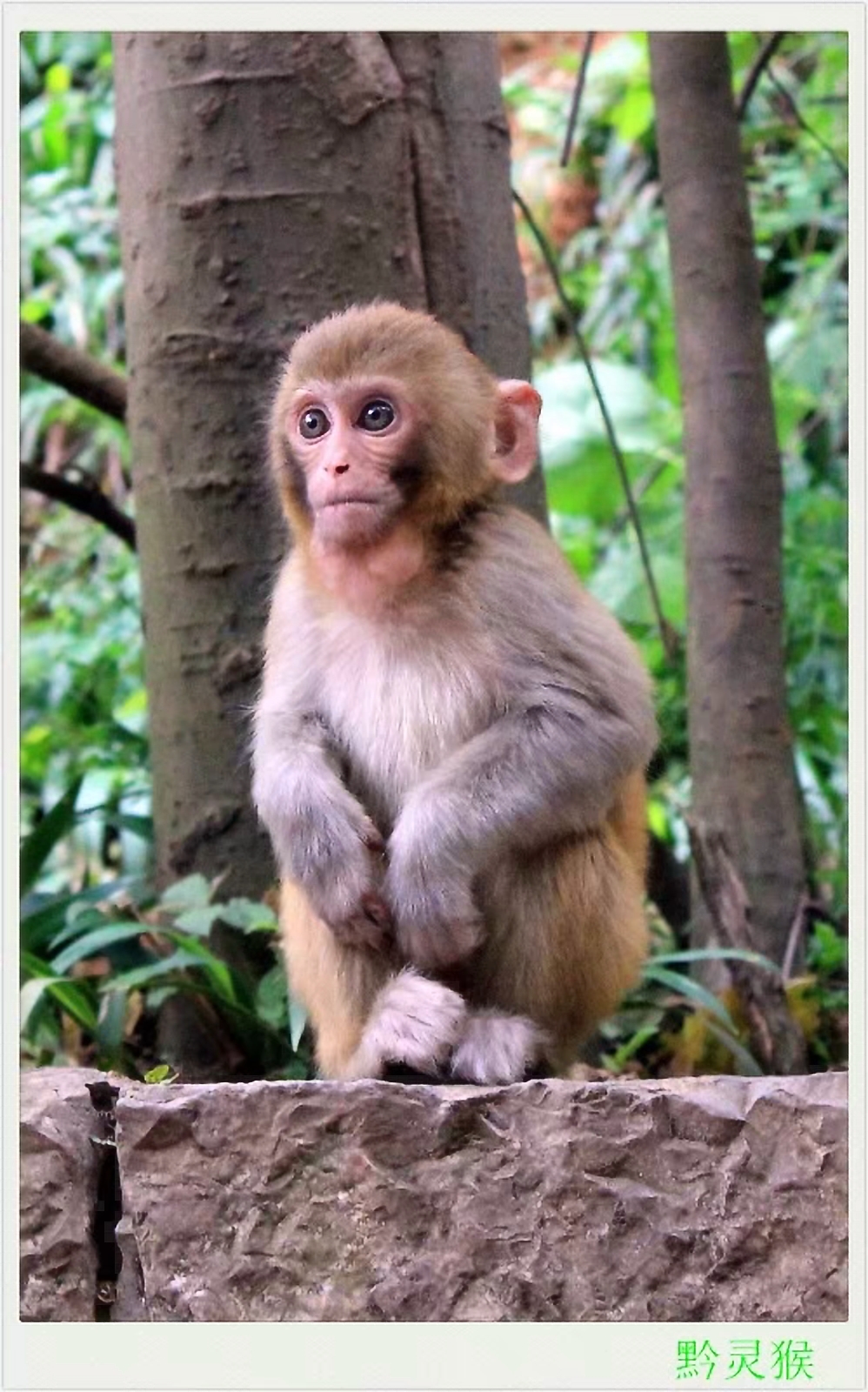 黔灵山地形图,黔灵山脉图片