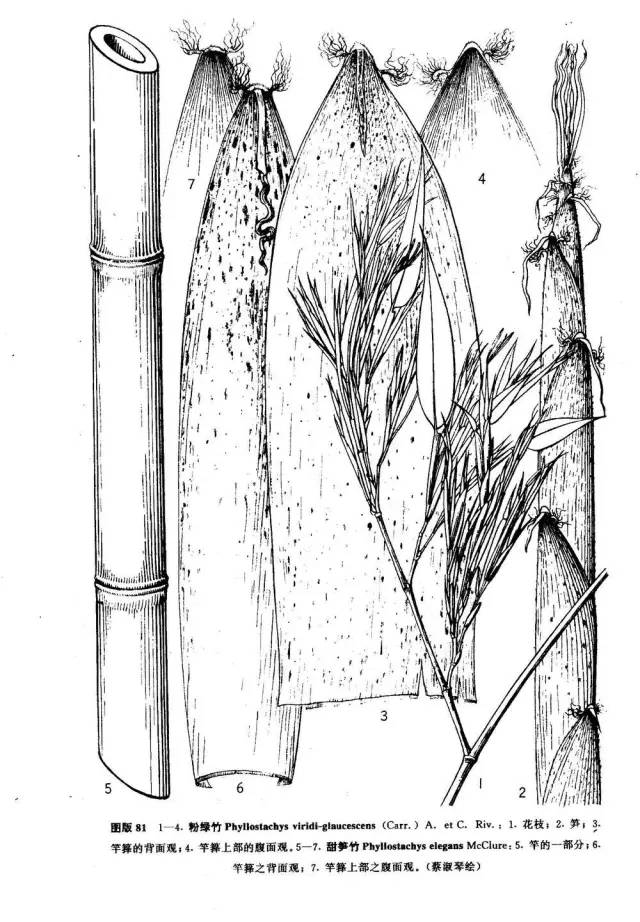 东北能种的竹子,26种竹子大全