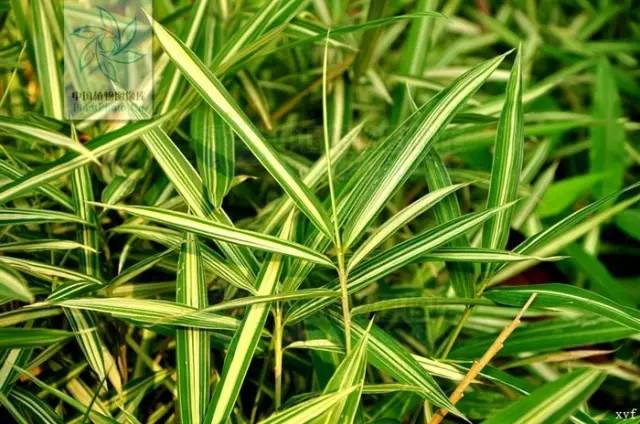 东北能种的竹子,26种竹子大全