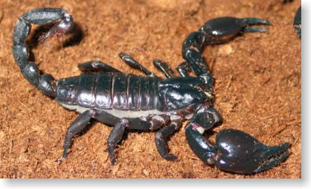 全球十大有毒动物排行榜,在野外要谨慎什么有毒的动物