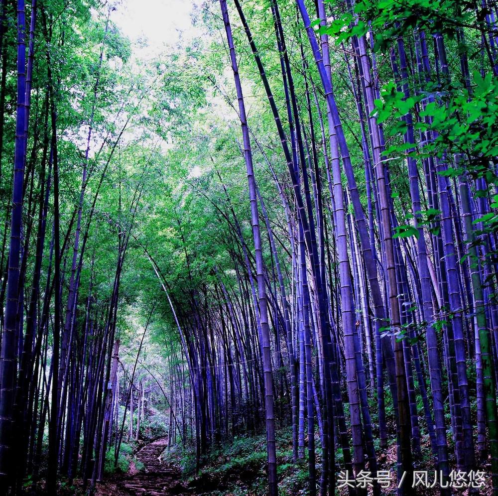 紫竹金丝竹罗汉竹这些有价值吗,毛竹与楠竹斑竹有什么区别