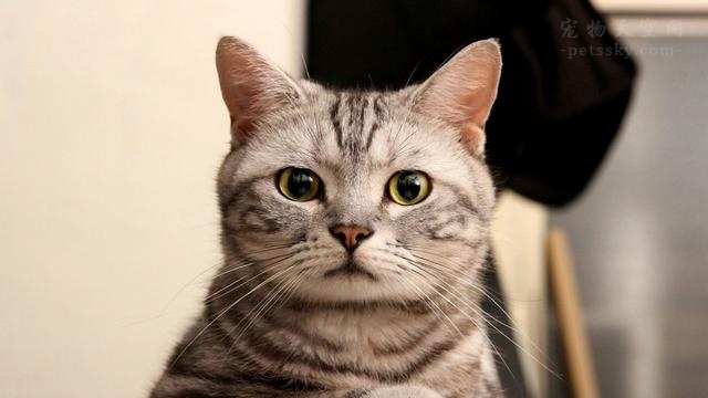 家里猫咪很害怕陌生人,家里猫咪害怕第二只猫